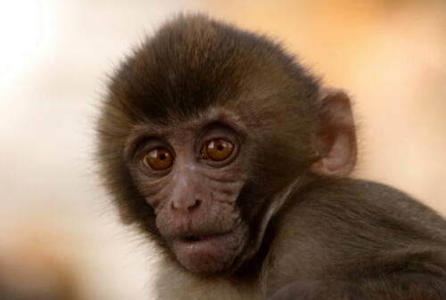 monkey nepal