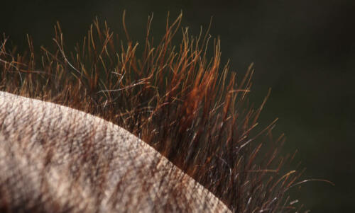 olifant haar