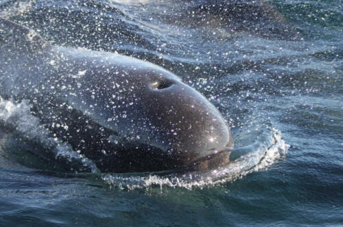 pilot whale2