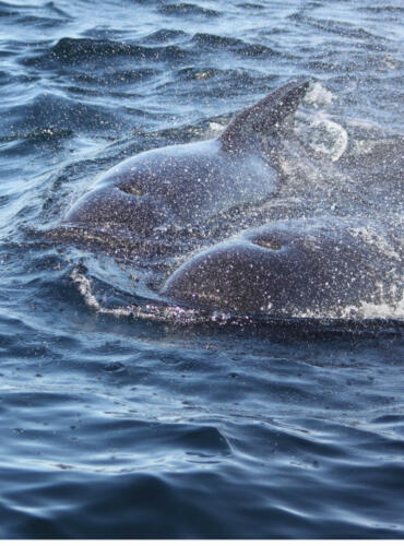 pilot whales1