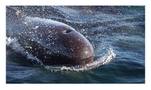 pilot_whale1