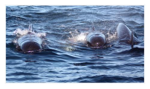 pilot_whale2