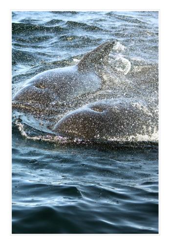 pilot_whale3