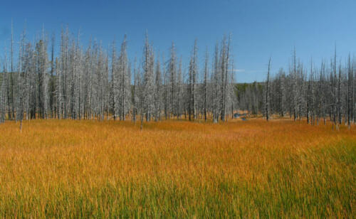 yellowstone