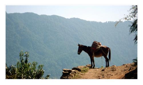 anapurna mule