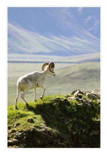 dall-sheep 4942955146 o