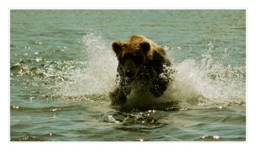 grizzly 4849379109 o