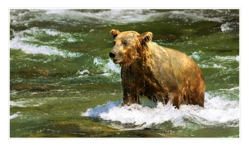grizzly 4849379673 o