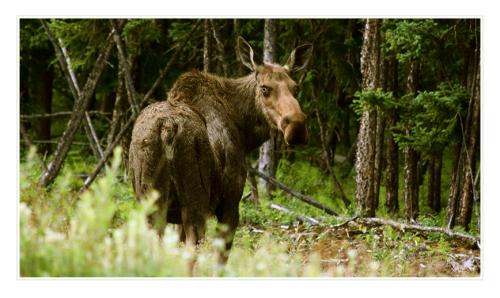 moose 4834962965 o