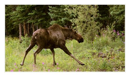 moose 4849379421 o
