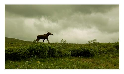 the-moose-is-loose 4830557474 o